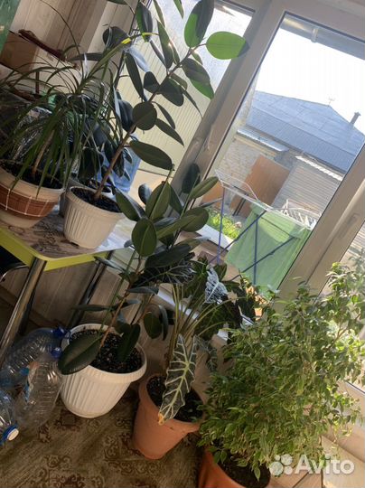 Комнатные растения