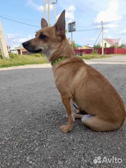 Собака маленькой породы