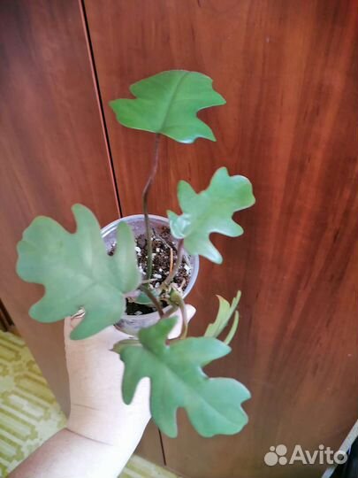 Спатифиллум Домино