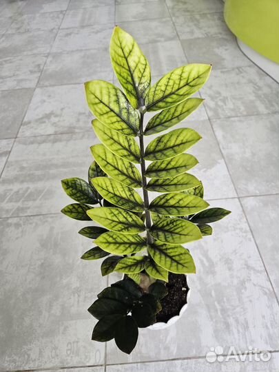 Замиокулькас вариегатный Грин Эмеральд, Изумруд