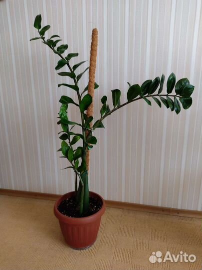 Замиокулькас, долларовое дерево