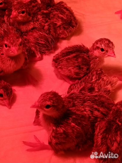 Птенцы кеклика