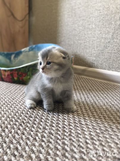 Британские котята