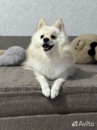 Немецкий шпиц ищет девочку