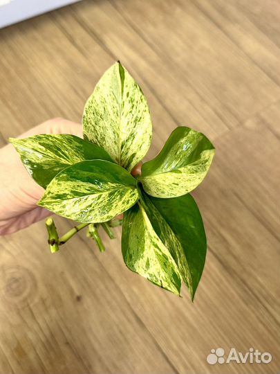 Эпипремнум марбл квин