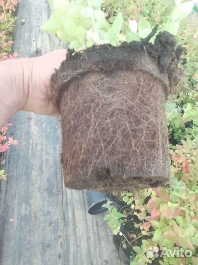 Голубика сорт Bluecrop