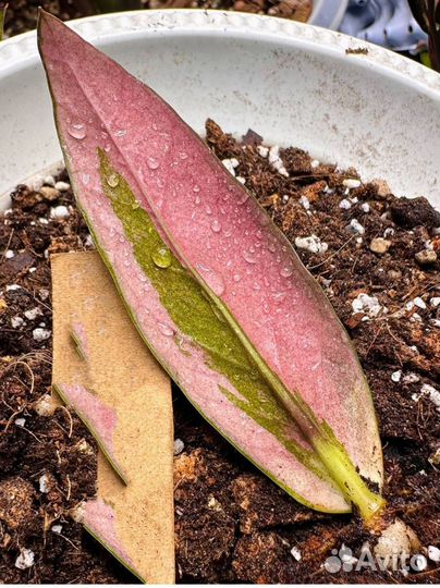 Замиокулькас вариегатный блек пинк