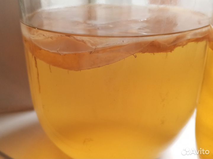 Чайный гриб комбуча