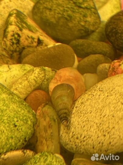 Улитки мелании