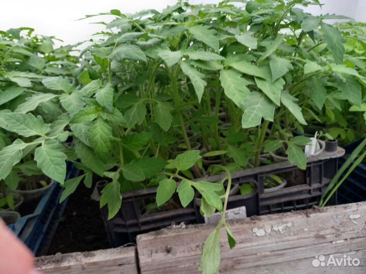 Рассада помидор