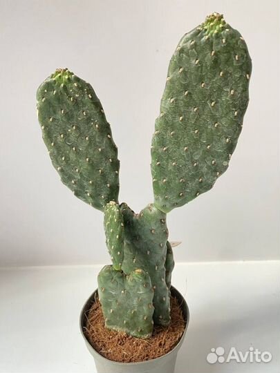 Кактус опунция