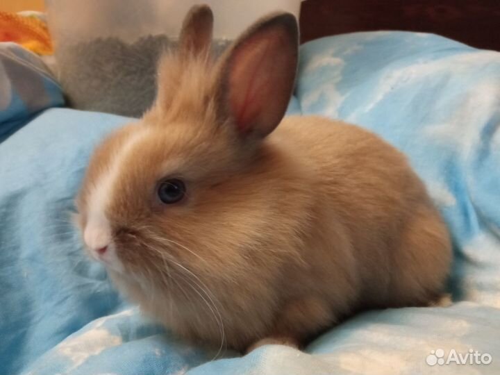 Карликовые крольчатки Сладки