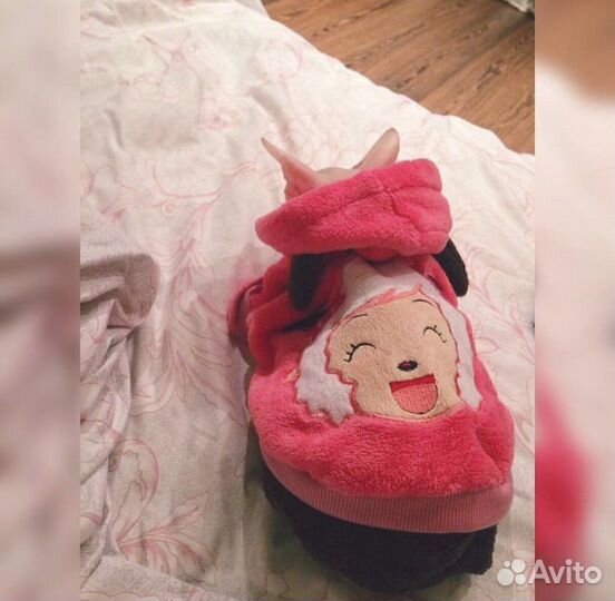 Одежда для кошек