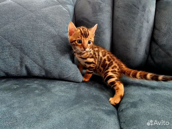 Бенгальские котята
