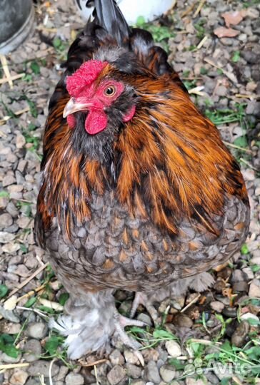 Годовалый петух