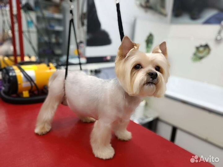 Стрижка собак и кошек у себя на дому