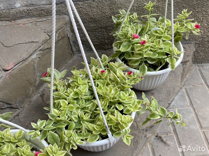 Аптения вариегатная