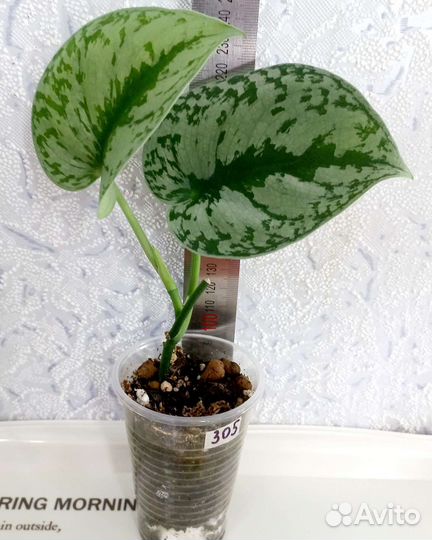 Рипсалис, Сингониум, Сциндапсус, Эпипремнум, Санс