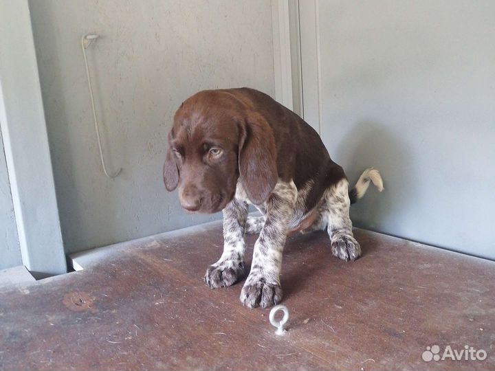 Щенки курцхаара