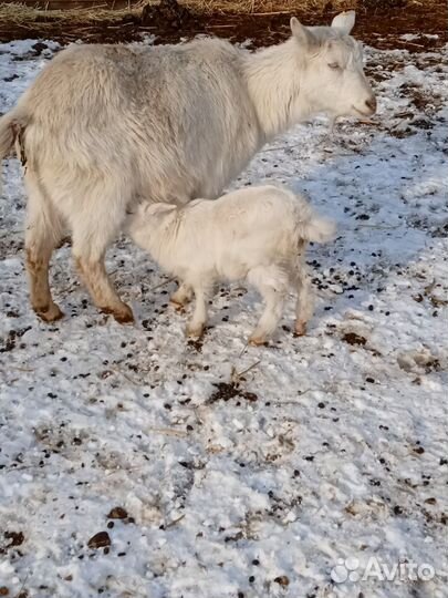 Коза с козочкой