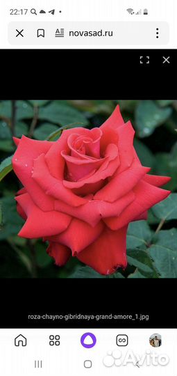 Роза Гранд Аморе