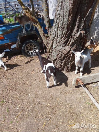 Козлята