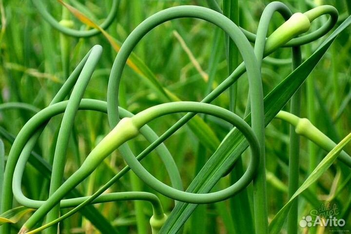 Молодые стрелки чеснока