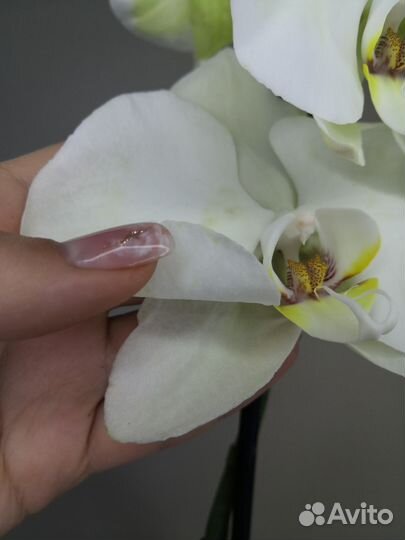Орхидея кремовая с зеленцой