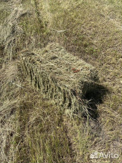 Сено луговое