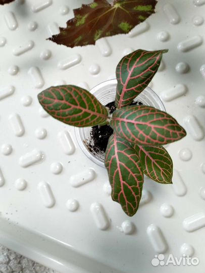 Растения по 150