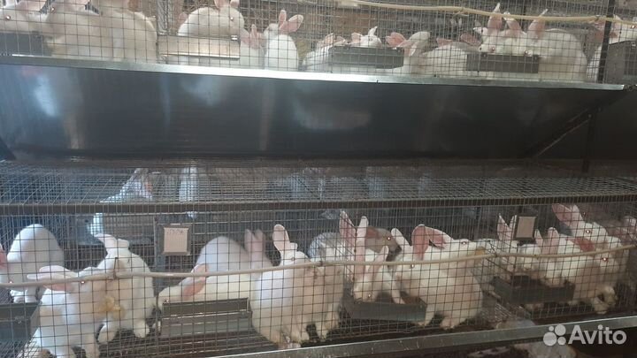 Кролики белый паннон