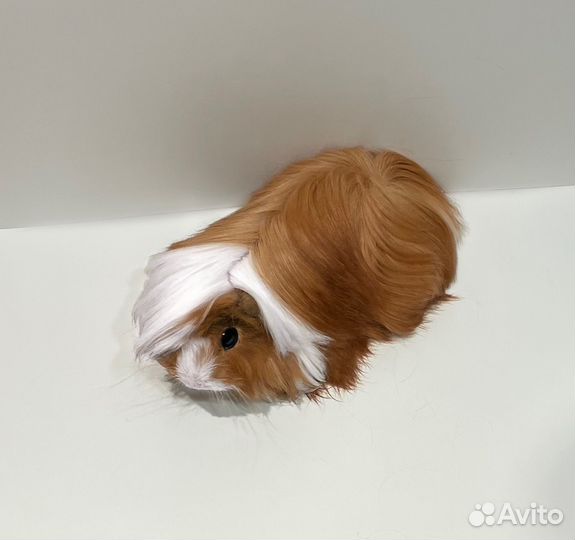 Перуанские морские свинки