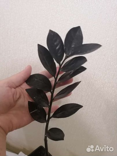 Замиокулькас черный Равен (бронь)