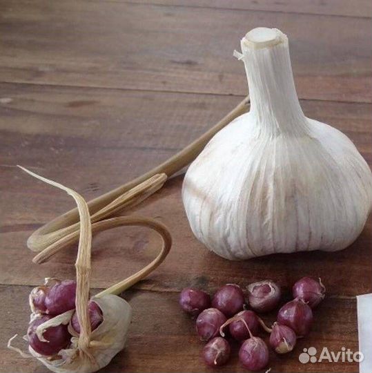 Лук разные сорта, семена
