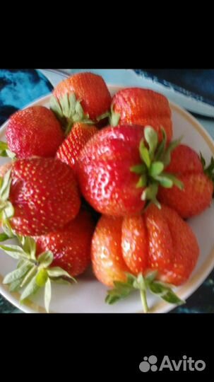 Рассада (усы) клубники