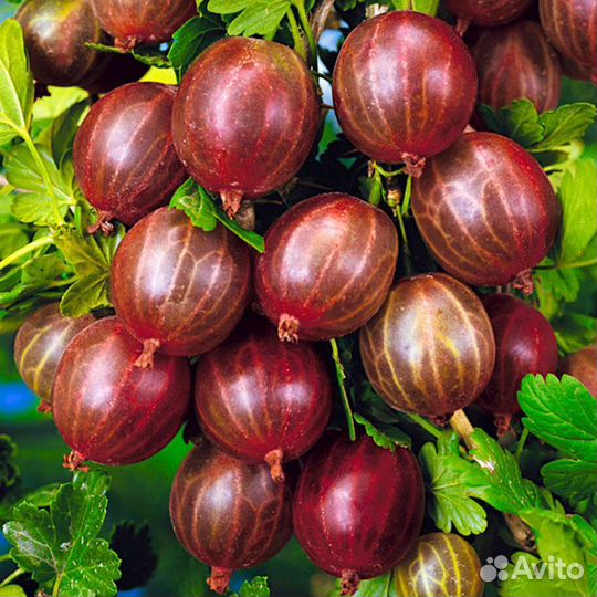 Крыжовник саженцы