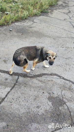 Рыжуля