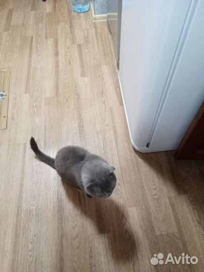 Кошки в добрые руки