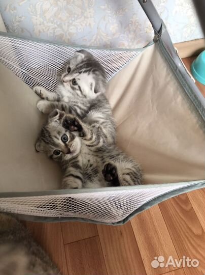 Котята Шотланцы