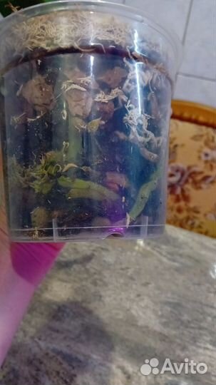 Орхидея фаленопсис