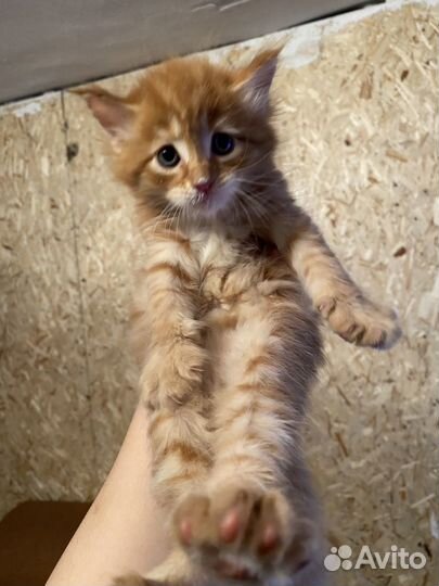 Кот Майкун 5000