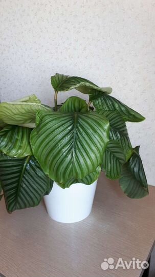 Калатея орбифолия