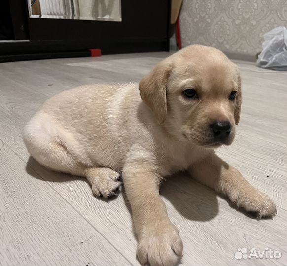 Щенок лабрадора