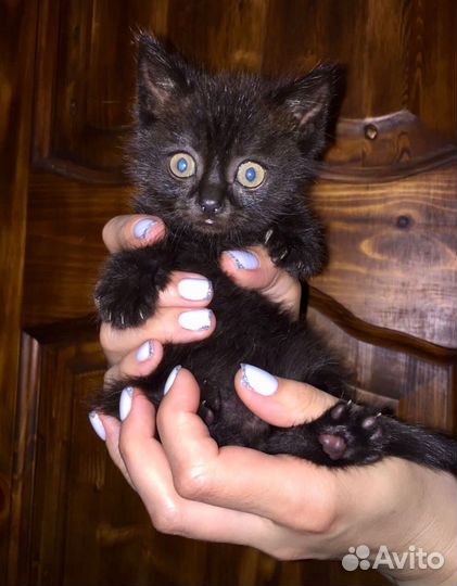 Отдам в добрые руки