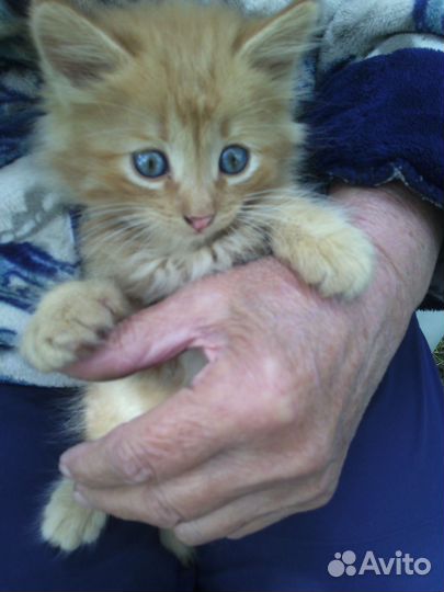 Котята в дар бесплатно