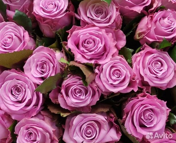 Роза одноголовая букет опт