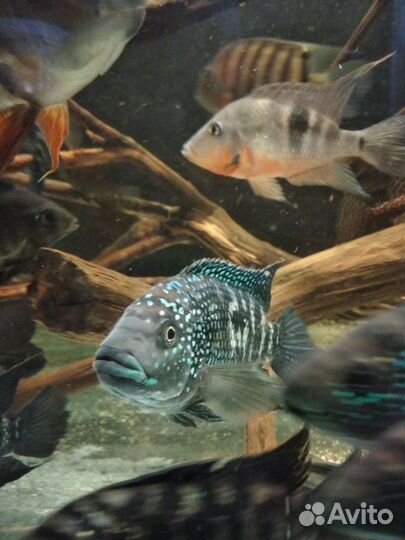 Геофагус Тапажос, Скалярии, Биоцелатумы,Анциструсы