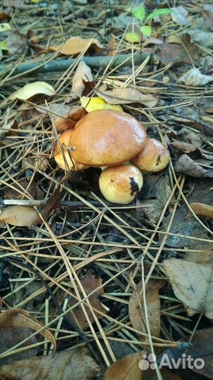 Грибы маслята