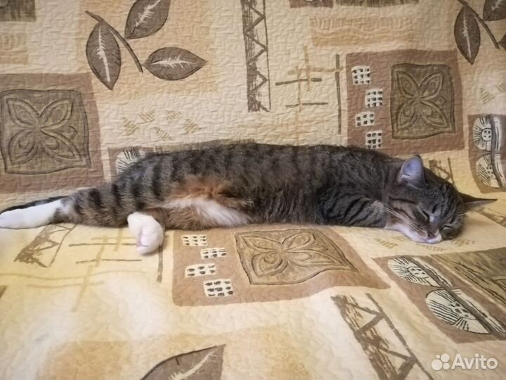 Вязка кошек бесплатно