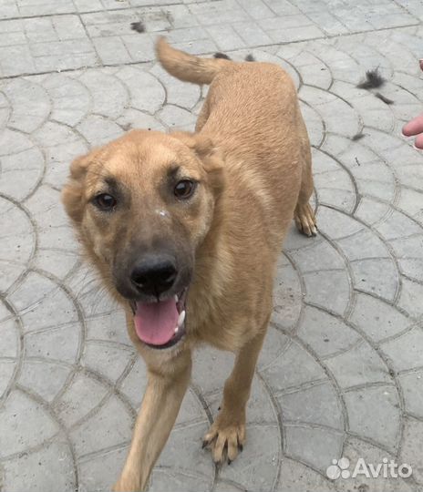 Рыжуля ищет родителей